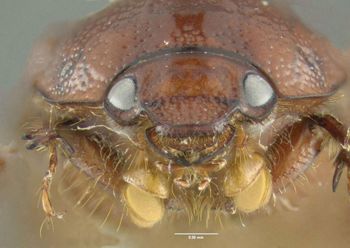 Media type: image;   Entomology 602050 Aspect: head frontal view
